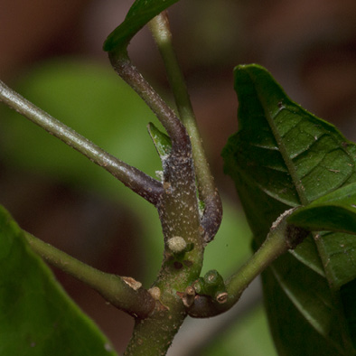 Cola urceolata Petiole bases and terminal bud.