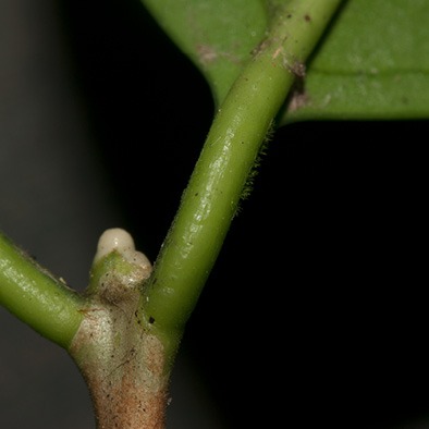 Psilanthus mannii Terminal bud, stipule and petiole.