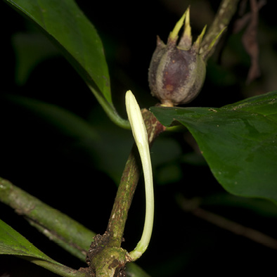 Psilanthus mannii Flower bud and young fruit.