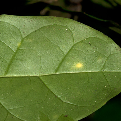 Psilanthus mannii Midrib and venation, leaf lower surface.