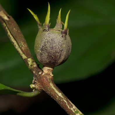 Psilanthus mannii Immature fruit.