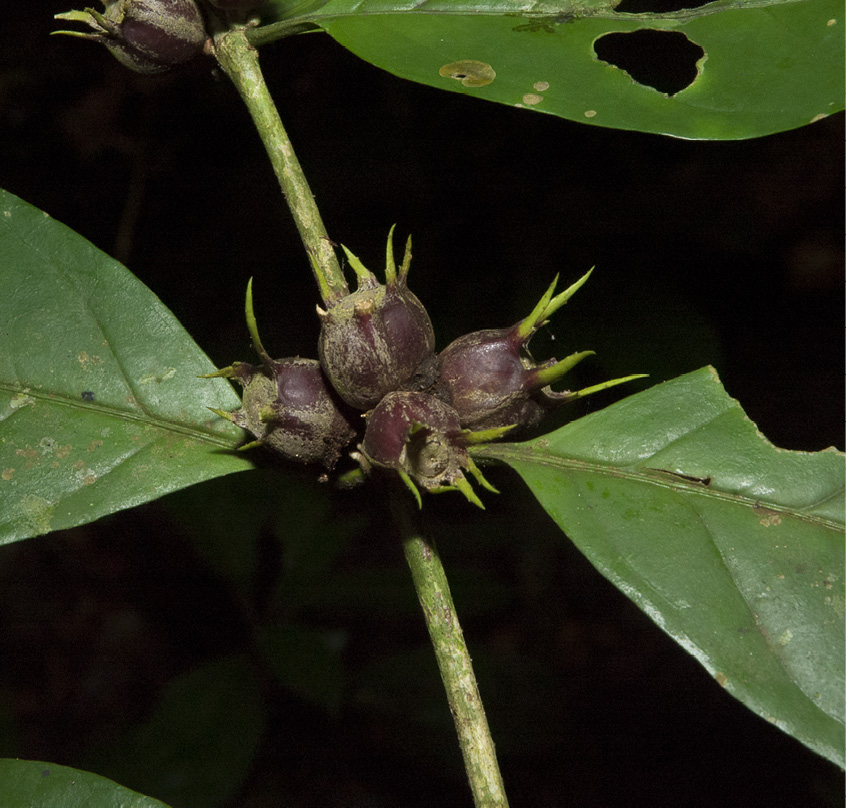 Psilanthus mannii Immature fruit.