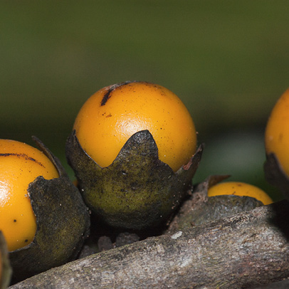 Diospyros gilletii Fruit.