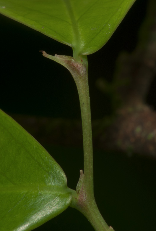 Brazzeia congoensis Leaf bases and stipules.