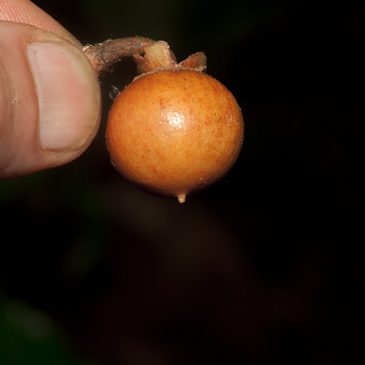 Brazzeia congoensis Fruit.