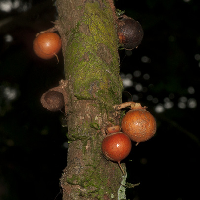 Brazzeia congoensis Fruit.