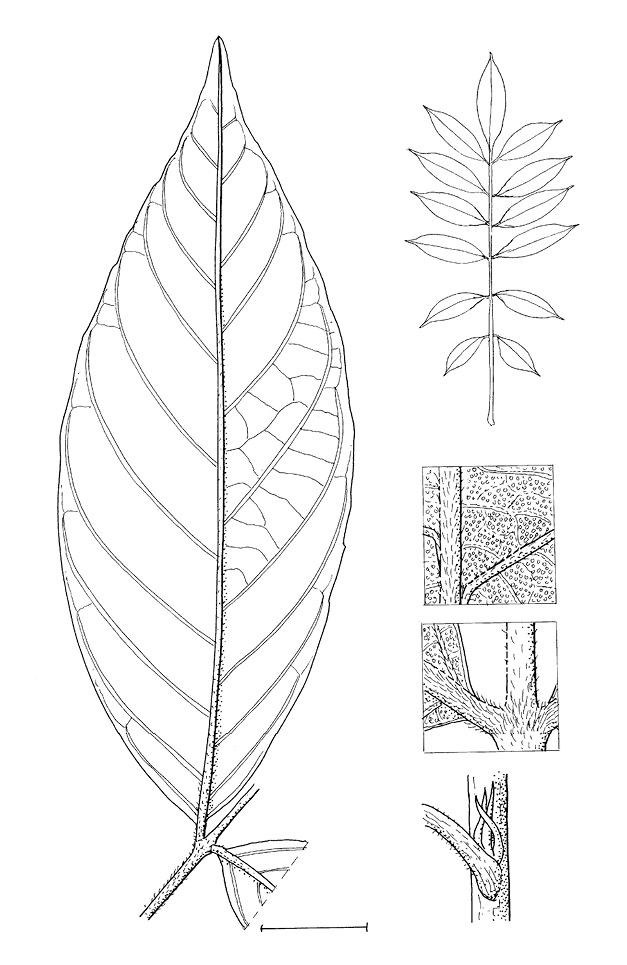 line image of Markhamia tomentosa