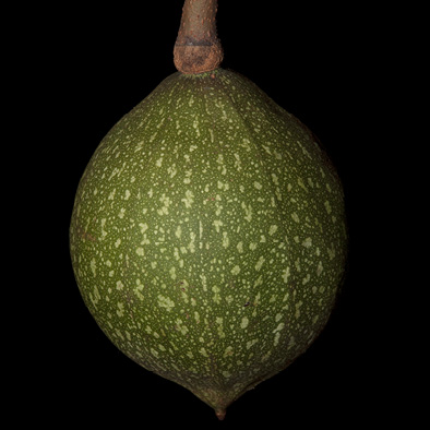 Caloncoba crepiniana Fruit.