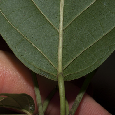 Caloncoba crepiniana Leaf base, lower surface.