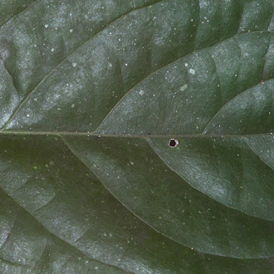 Caloncoba crepiniana Midrib and venation, leaf upper surface.