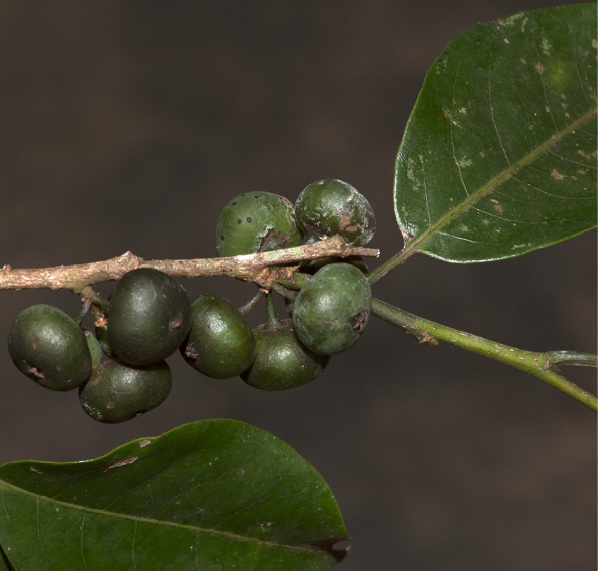 Margaritaria discoidea Immature fruit.