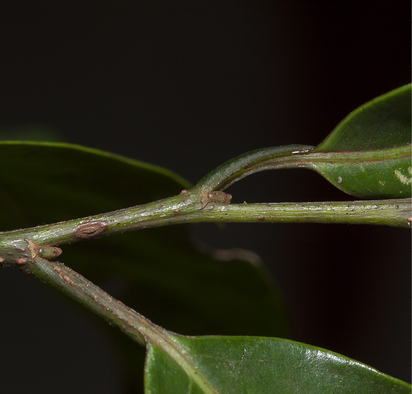 Margaritaria discoidea Petioles, leaf bases and stipular scars.