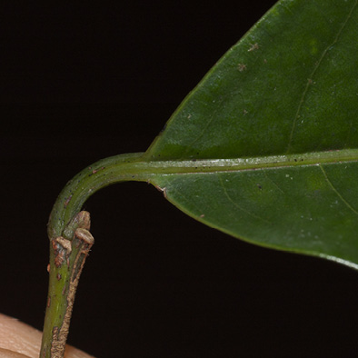 Margaritaria discoidea Leaf base and petiole, upper surface.