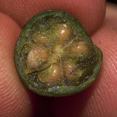 Margaritaria discoidea Fruit cut in transverse section.