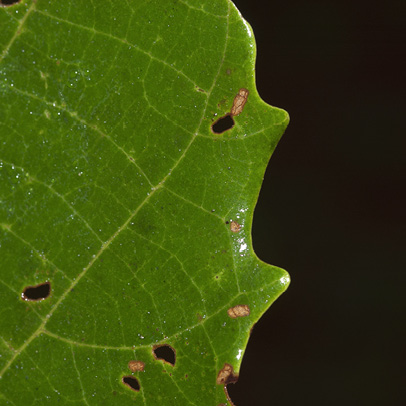 Macaranga monandra Teeth at the margin of mature leaf, upper surface.