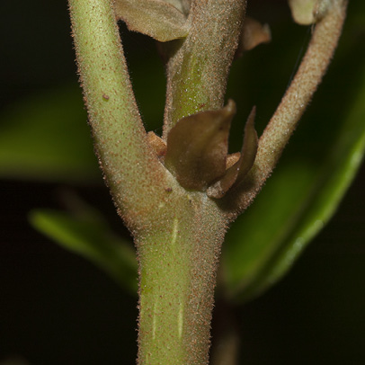 Macaranga monandra Stipules at the base of petiole.