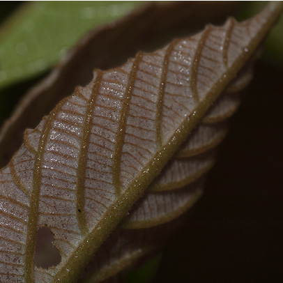 Macaranga monandra Midrib and venation, young leaf, lower surface.