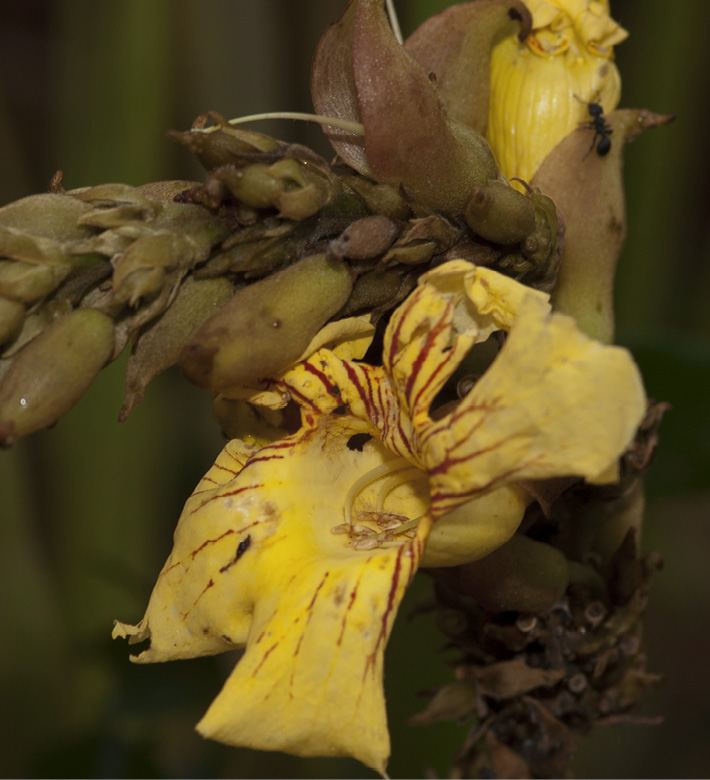 Markhamia tomentosa Flower.