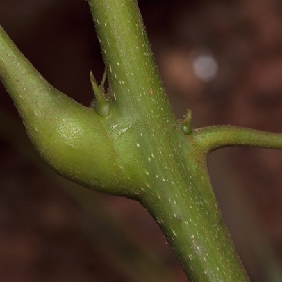 Markhamia tomentosa Petiole bases and stipules.