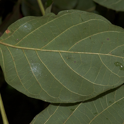 Markhamia tomentosa Leaflet, lower surface.