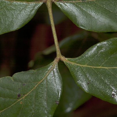 Markhamia tomentosa Leaflet bases, upper surface.