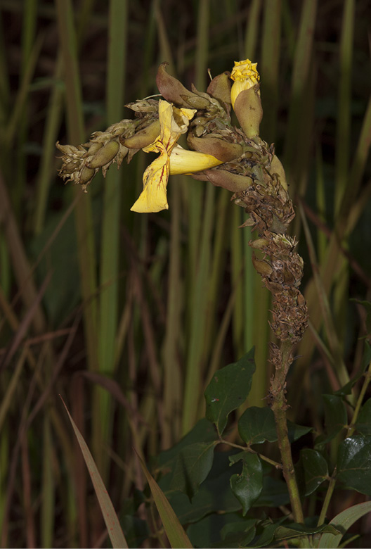 Markhamia tomentosa Inflorescence.