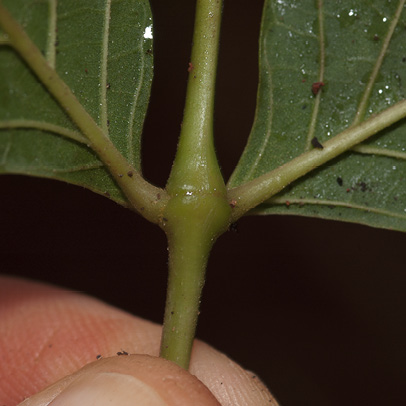 Markhamia tomentosa Leaflet bases, lower surface, and swollen node.
