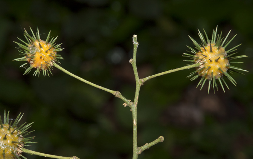 Lindackeria dentata Ripe fruit.