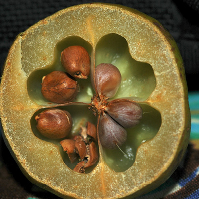 Phyllanthus polyanthus Fruit cut open to reveal seeds, one seed removed.
