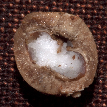 Phyllanthus polyanthus Seed cut open.