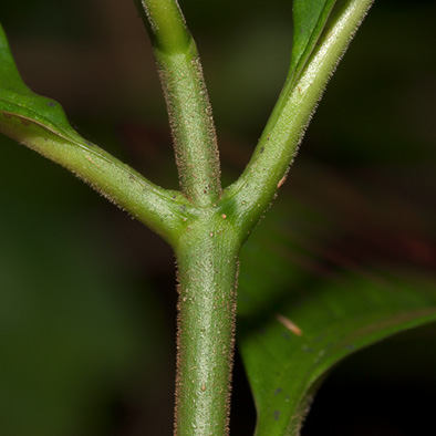 Voacanga africana Petiole bases.