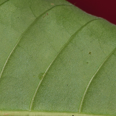 Voacanga africana Midrib and venation, leaf lower surface.