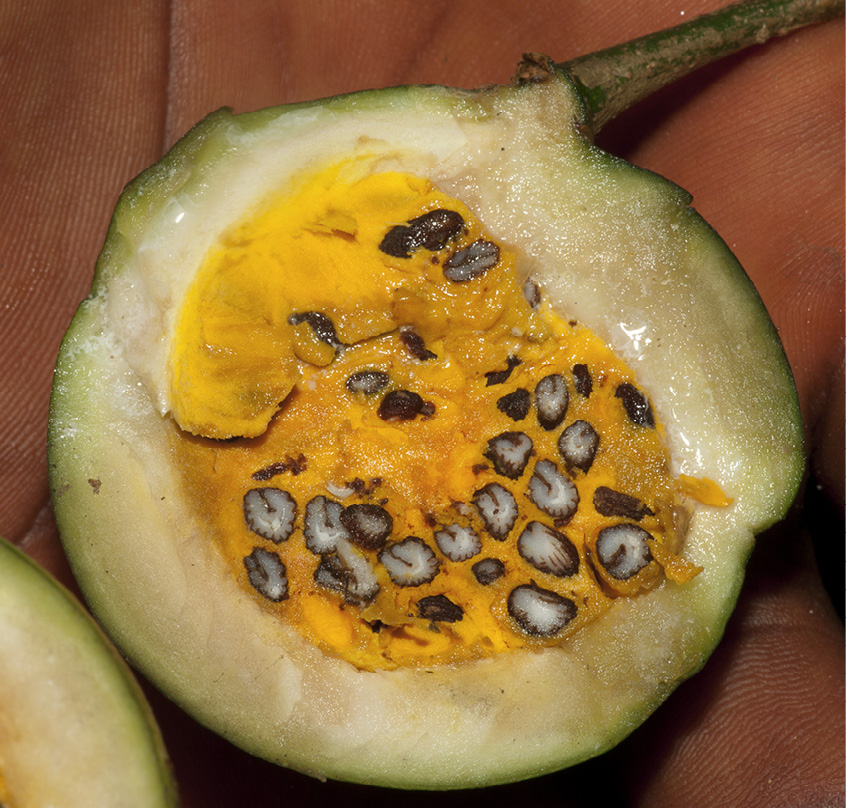 Voacanga africana Fruit cut open.