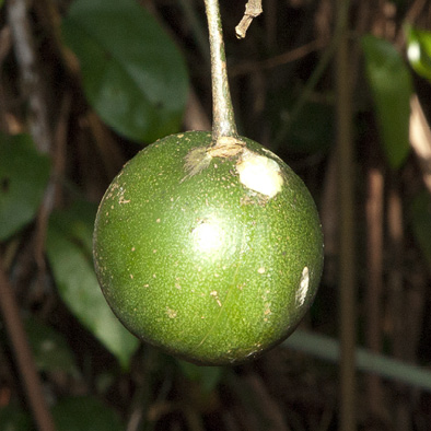 Voacanga africana Fruit.