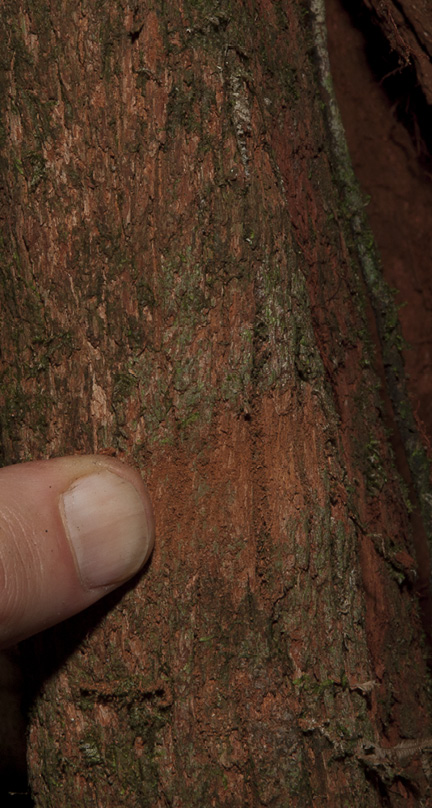 Rhabdophyllum arnoldianum Bark, partly rubbed away by finger.