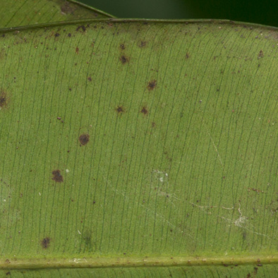 Rhabdophyllum arnoldianum Midrib and venation, lower surface.