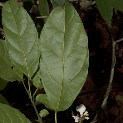 Thomandersia hensii Leaf, lower surface.