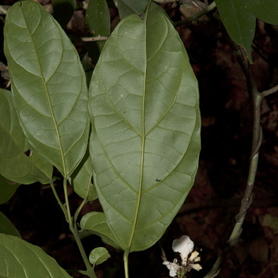 Thomandersia hensii Leaf, lower surface. Thomandersia hensii Leaf, lower surface.