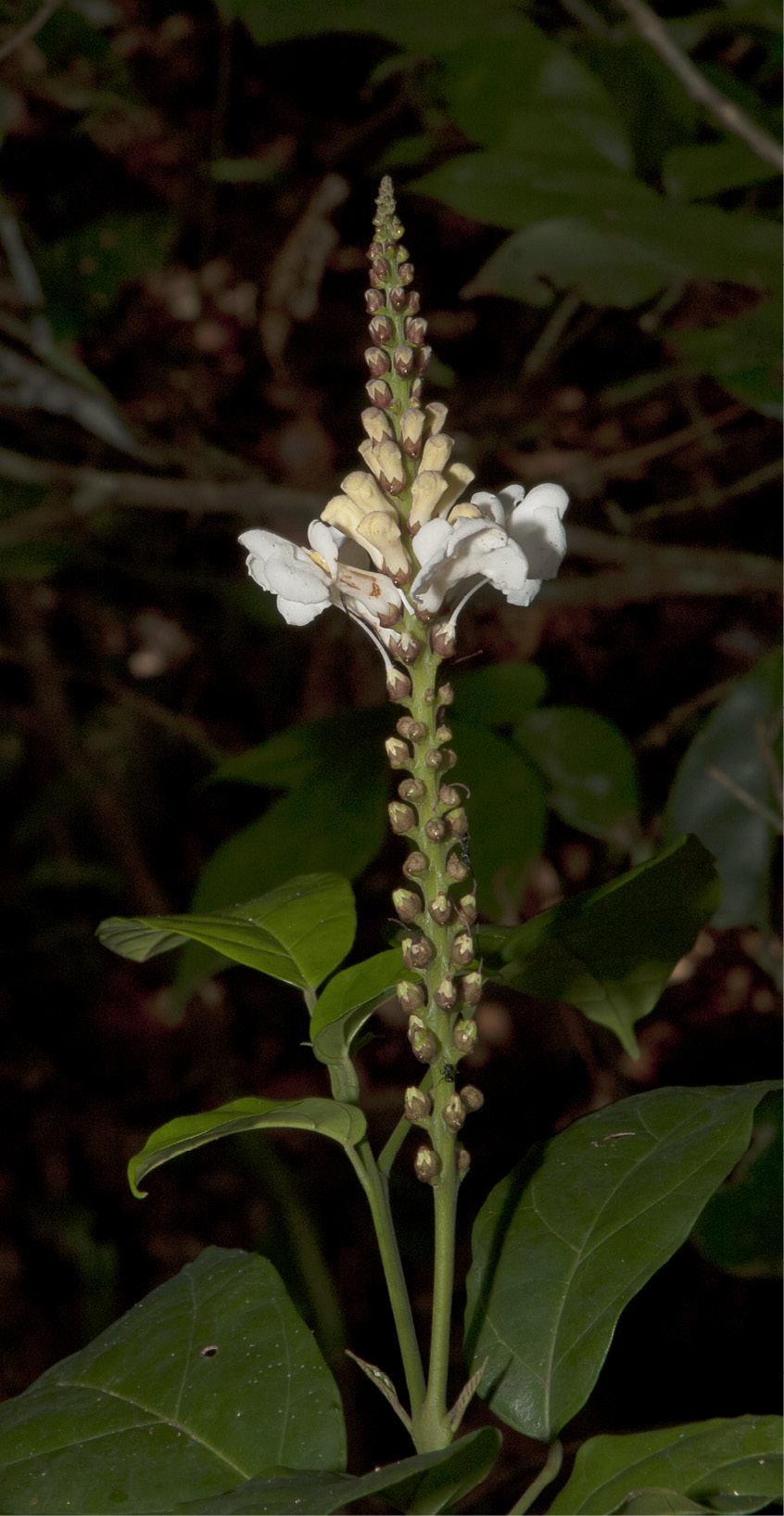 Thomandersia hensii Inflorescence.