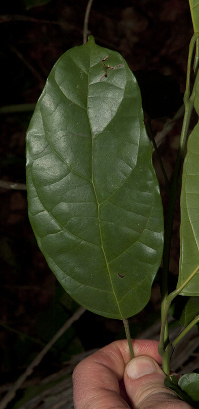 Thomandersia hensii Leaf, upper surface. Thomandersia hensii Leaf, upper surface.