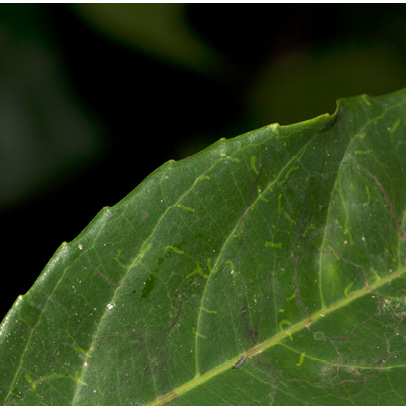 Homalium longistylum Leaf margin, upper surface.