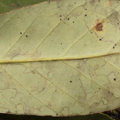 Anthocleista liebrechtsiana Midrib and venation, leaf lower surface.