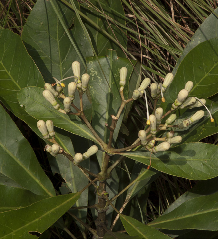 Anthocleista liebrechtsiana Flower buds and flowers from which corollas have fallen.