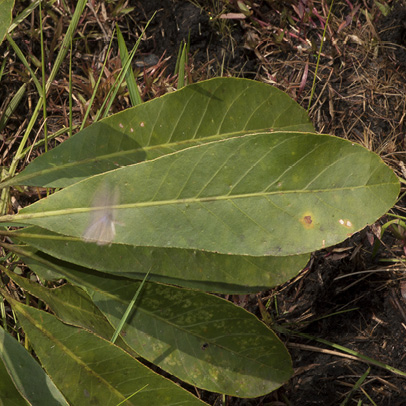 Anthocleista liebrechtsiana Leaf, upper surface.