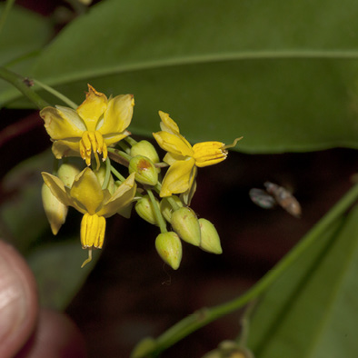 Rhabdophyllum arnoldianum Inflorescence.