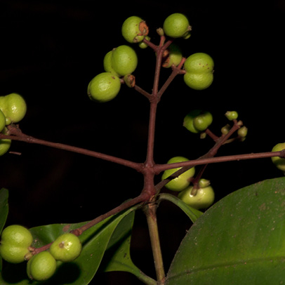 Ixora guineensis Immature fruits