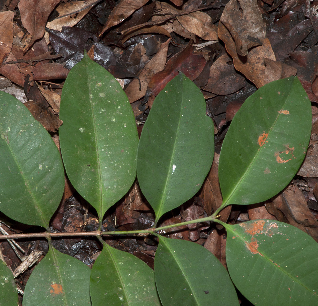 Ixora guineensis Leafy branch.