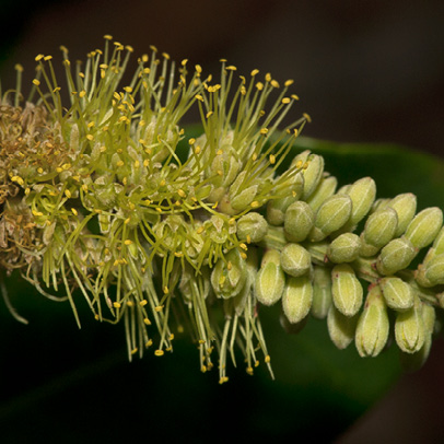 Newtonia devredii Flowers and flower buds.