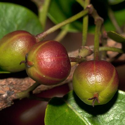 Maprounea membranacea Fruits.