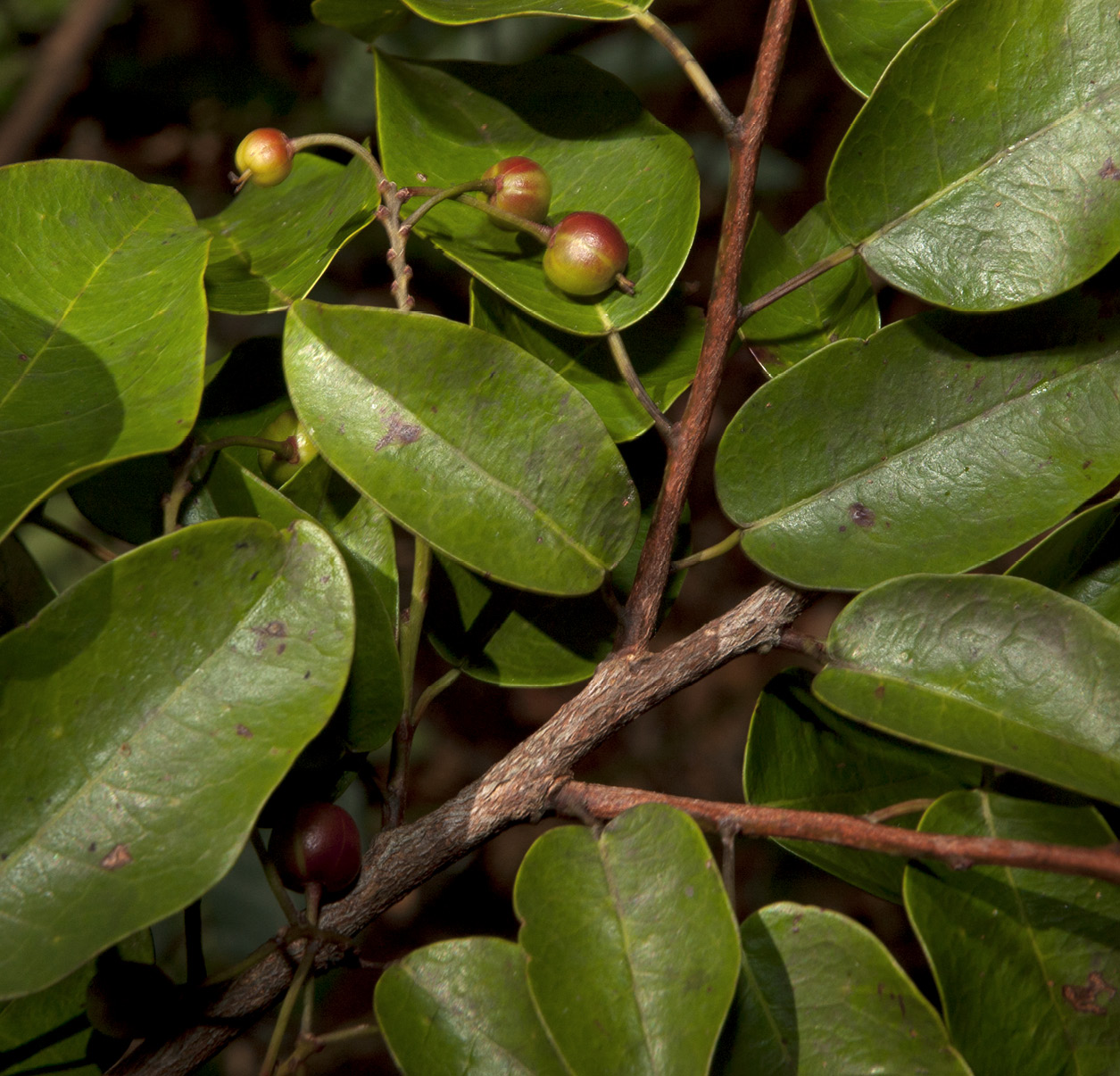Maprounea membranacea Leafy branch with fruit.